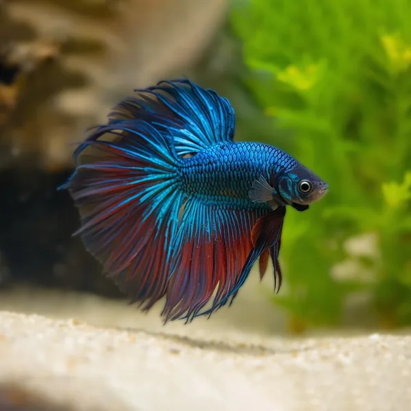 Reparto acquariologia e rettili di PET CENTER